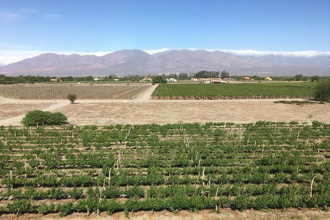 exclusive-day-long-private-tour-of-cafayate-vineyards