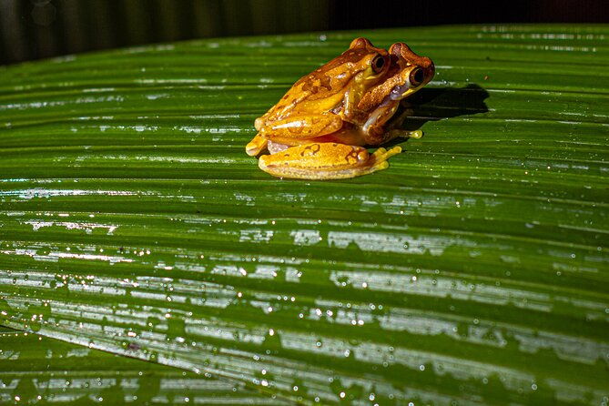 exclusive-night-walk-in-la-fortuna-and-natural-frog-garden