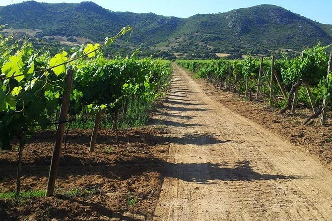 exclusive-private-tuk-tuk-tour-visit-to-a-sardinian-winery-3