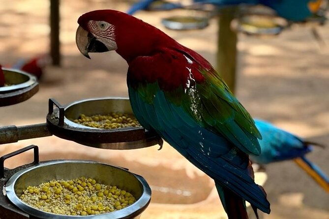excursion-to-iguacu-falls-bird-park-and-itaipu-dam
