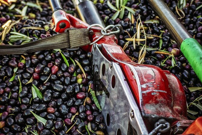 experience-of-olive-oil-tasting-crete-visit-the-knossos-palace