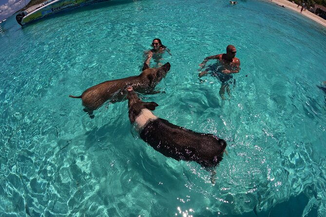 exuma-island-hopping-swimming-pigs-tour-with-lunch-from-nassau