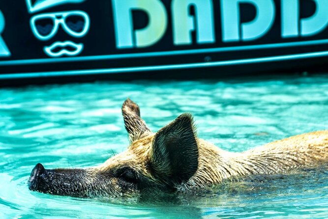 exuma-swimming-pigs-full-day-boat-tour