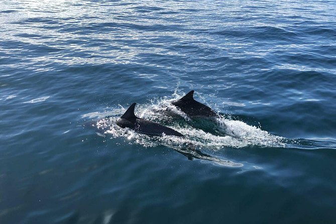 family-and-private-group-whale-and-dolphin-watching