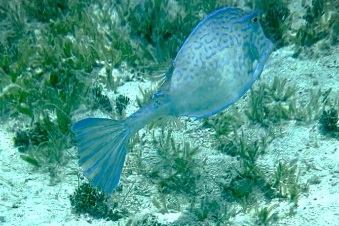 family-snorkel-safari-%ef%b8%8fprivate-boat