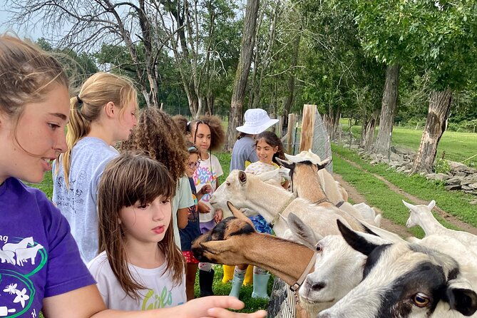 farm-tour-at-clover-brooke-llama-alpaca-goat-farm