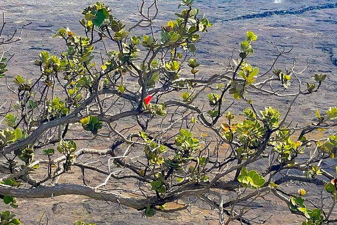 fat-tire-e-bike-tour-for-cruise-guests-volcanoes-national-park