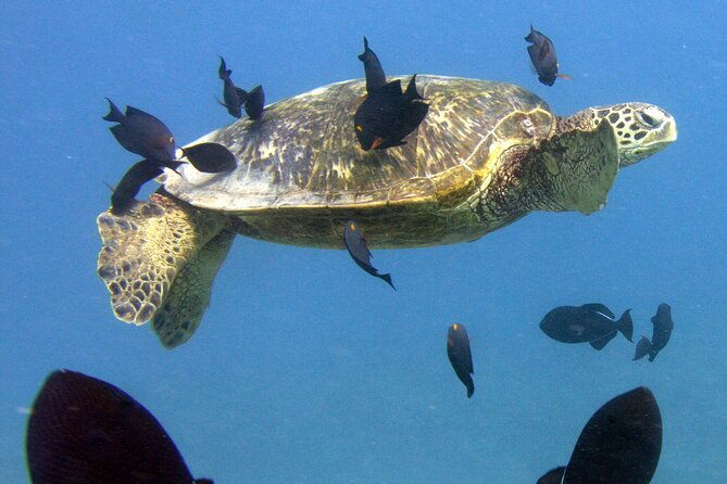 first-time-introductory-scuba-dive