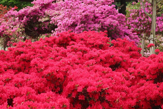 for-a-limited-time-wisteria-festival-ashikaga-2-12-guests