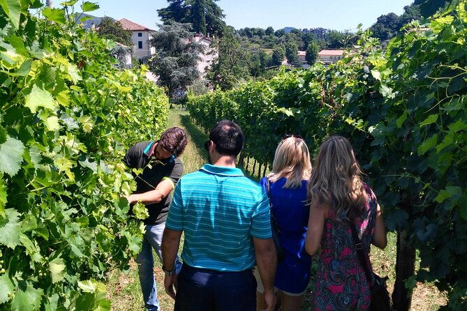 from-abano-montegrotto-wine-tour-in-the-euganean-hills