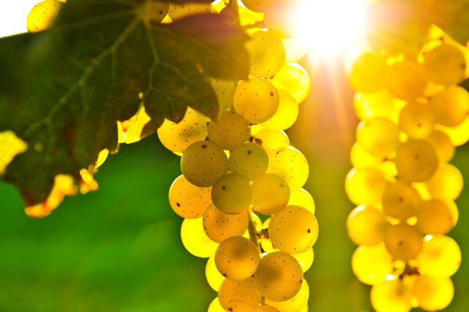 from-sf-napa-and-sonoma-valley-wine-experience-with-3-wineries
