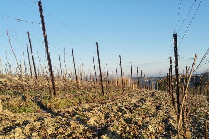 full-day-barolobarbaresco-wine-tour-from-milano-with-a-local-winemaker-2
