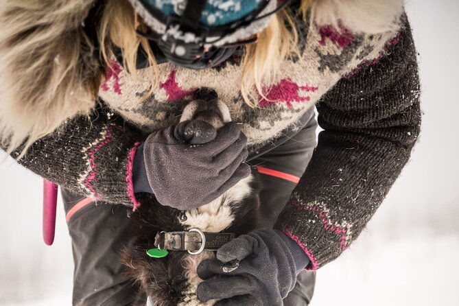 full-day-drive-your-own-dog-team-dog-sledding-tour
