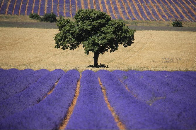 full-day-ocean-of-lavender-in-valensole-from-avignon