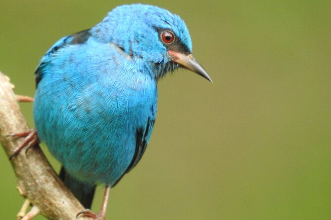 full-day-private-bird-and-nature-sightseeing-tour-in-pipe-line