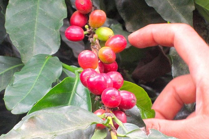 full-day-private-guatape-coffee-villa-tour-from-medellin