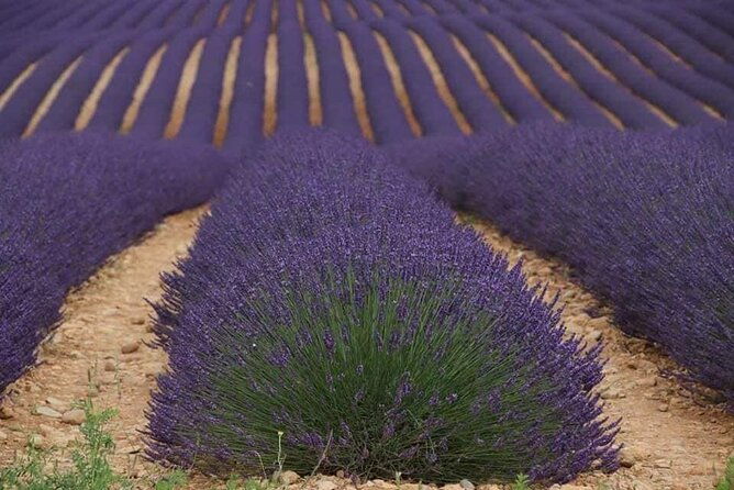 full-day-private-tour-gorges-du-verdon-lavender-june-15-july-15