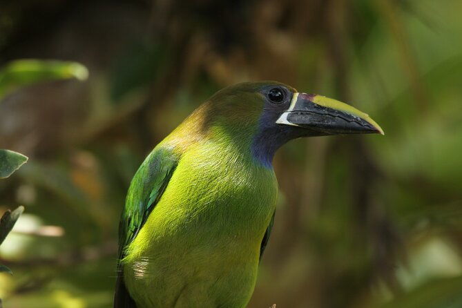 full-day-private-tour-in-monteverde-costa-rica