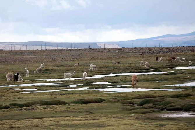 full-day-tour-to-colca-canyon-from-arequipa