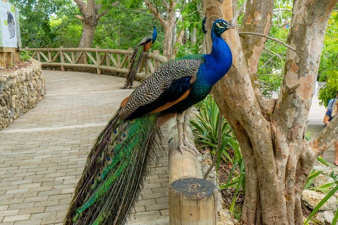full-day-tour-to-the-playa-blanca-national-aviary-and-plankton
