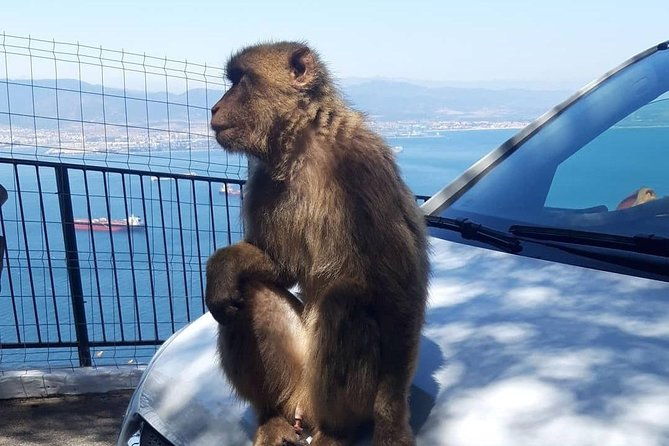 gibraltar-sightseeing-extended-rock-tour-shore-excursion-private-2
