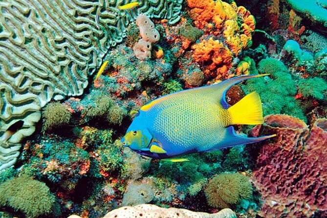 glass-bottom-boat-water-activity-in-montego-bay-jamaica