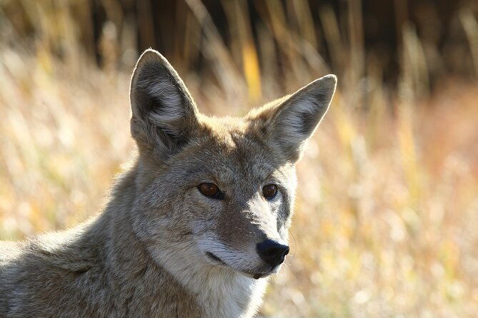 grand-teton-and-yellowstone-self-guided-driving-tours-bundle