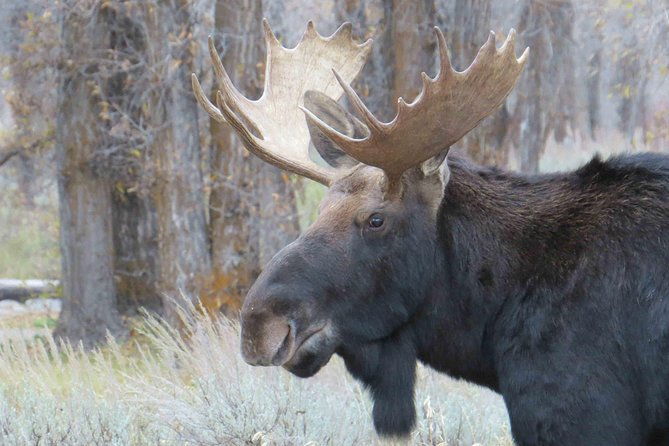 grand-teton-national-park-private-full-day-tour-from-jackson-hole