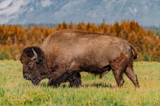 grand-teton-private-sunrise-tour-2