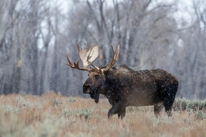 grand-teton-private-winter-tour-2
