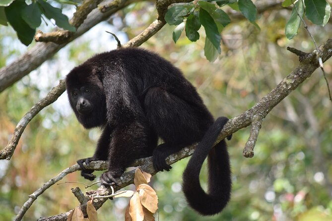 guanacaste-rainforest-safari-with-meal