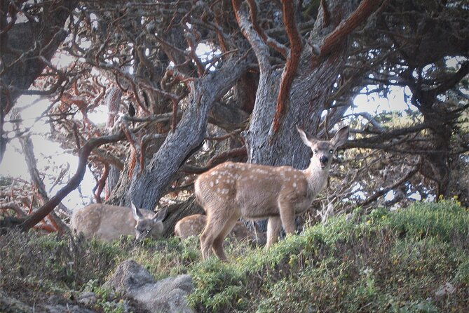 guided-2-hour-point-lobos-nature-walk