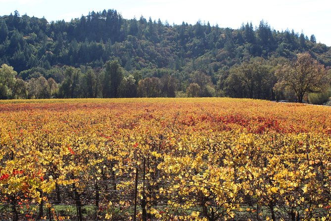 guided-healdsburg-wine-country-bike-and-wine-tasting-tour-with-lunch