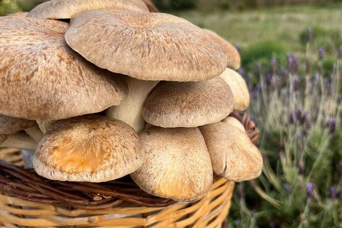 guided-tour-and-tasting-in-mushroom-cultivation