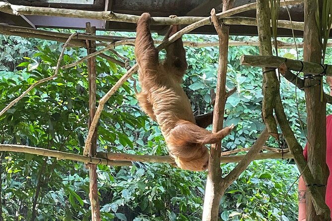 guided-tour-in-sloth-sanctuary-and-monkey-island