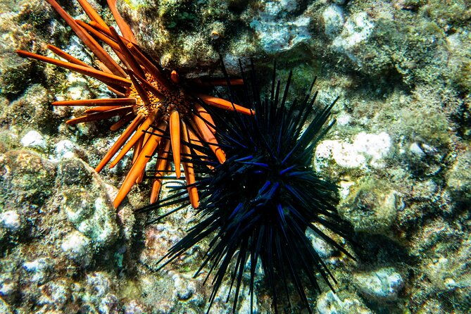 guided-turtle-town-snorkeling-tour-with-underwater-photos-2