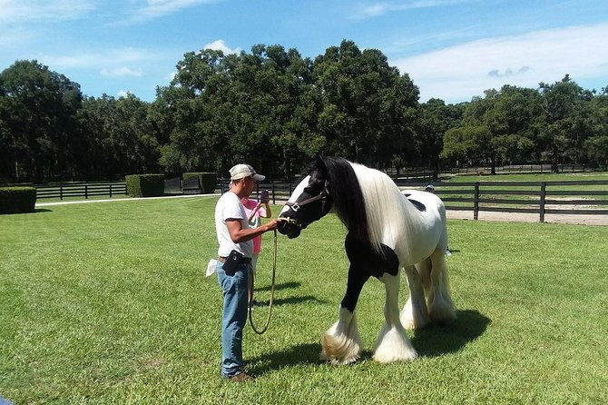 gypsy-gold-horse-farm-tour