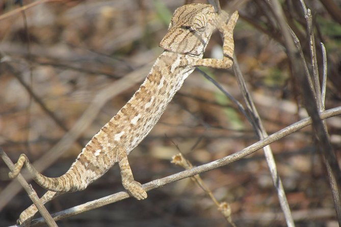 half-day-birdwatching-around-faro