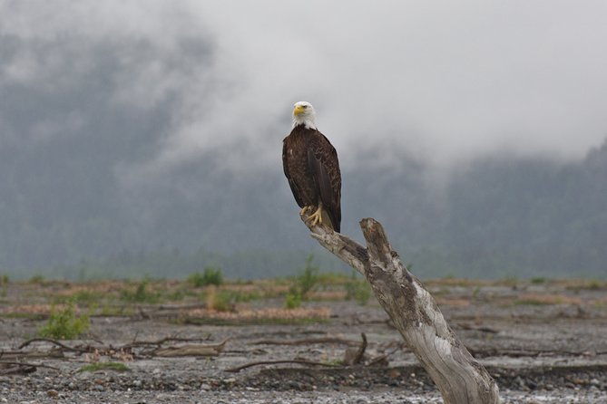 half-day-chilkat-bald-eagle-preserve-float-tour