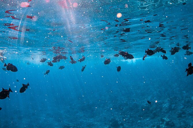 half-day-deluxe-molokini-snorkel-excursion-in-maui