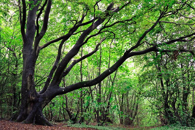 half-day-forest-bathing-and-yoga-in-brightons-woodlands-2