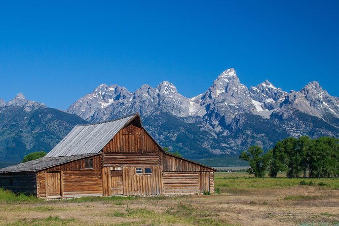 half-day-grand-teton-wildlife-safari-private-tour