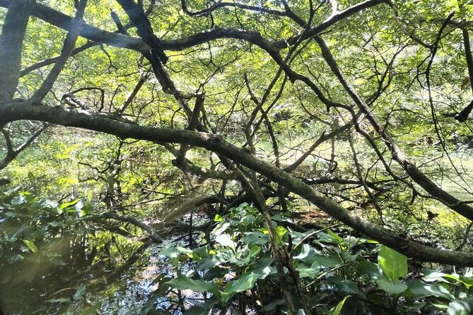 half-day-private-hike-in-rincon-de-la-vieja-national-park