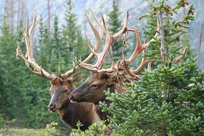 half-day-rocky-mountain-national-park-lake-and-meadows-tour-2
