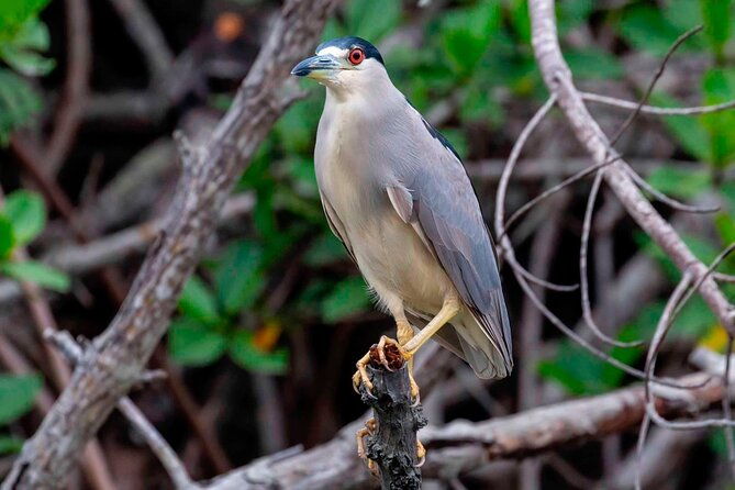 half-day-tour-churute-mangroves-and-bird-watching-from-guayaquil