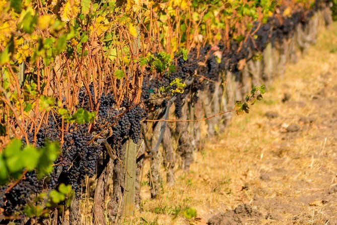 half-day-wine-country-tour-from-san-francisco-2