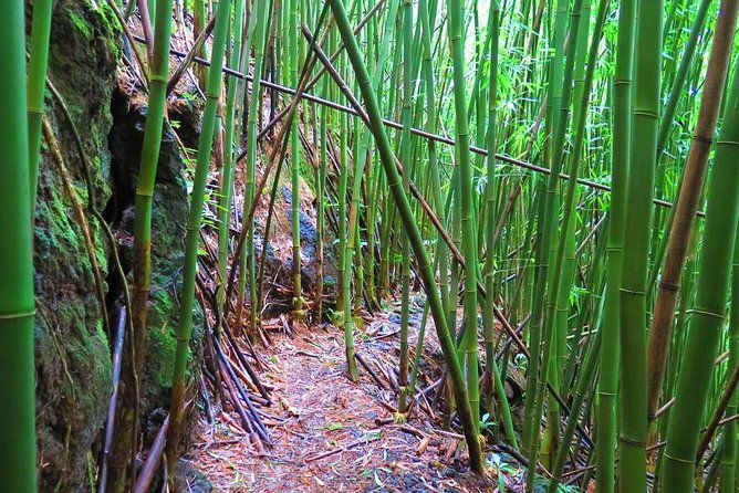 hawaiian-waterfall-hike-2