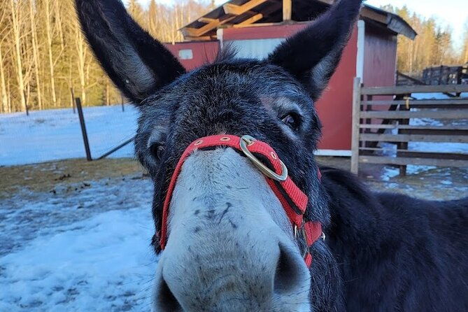 helsinki-alpaca-farm-tour-with-guided-walk