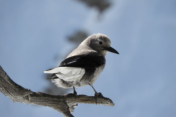 high-country-birding-hike-and-hot-spring-soak-from-denver