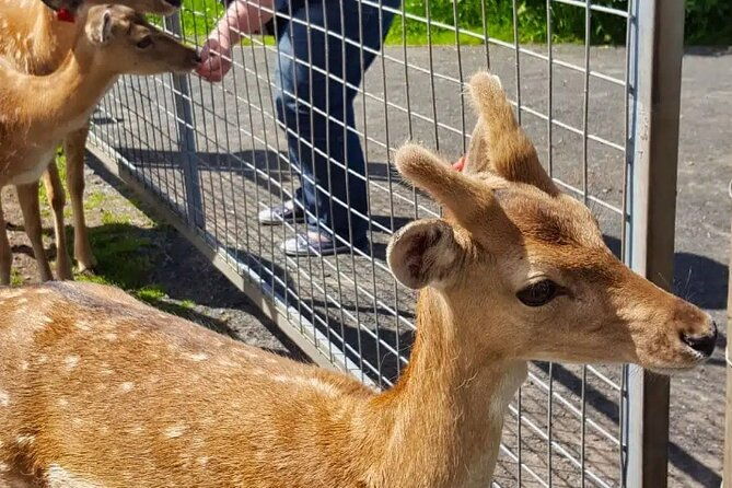 highland-cows-walk-alpacas-visit-a-scottish-wildlife-centre